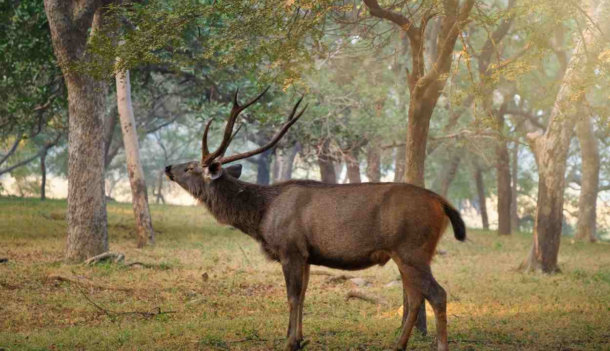 Mount Abu Family Holiday Package